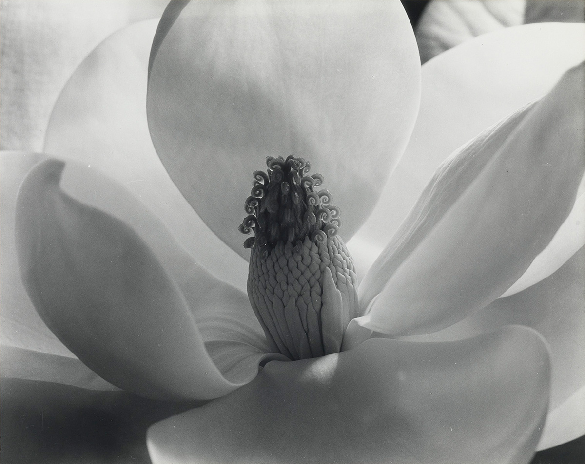 IMOGEN CUNNINGHAM (1883-1976) Magnolia Blossom.